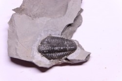 Calymene niagarensis - Silurian - Rodchester shale - New York