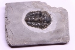 Calymene niagarensis - Silurian - Rodchester shale - New York
