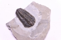 Calymene niagarensis - Silurien - Rodchester shale - New York  USA