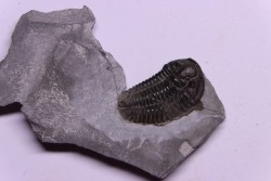 Calymene niagarensis - Silurian - Rodchester shale - New York