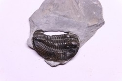 Calymene niagarensis - Silurian - Rodchester shale - New York