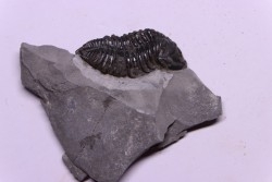 Calymene niagarensis - Silurien - Rodchester shale - New York  USA