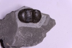 Bumastus ioxus - Silurian - Rodchester shale - New York