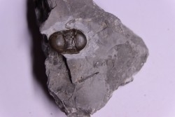 Bumastus ioxus - Silurian - Rodchester shale - New York