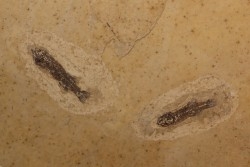 PROLEBIAS GORETI - Oligocene - Provence - France