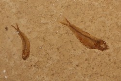 GOSIUTICHTHYS PARVUS - Eocène - green river formation - Farson, Wyoming - USA