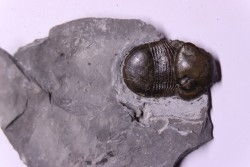 Bumastus ioxus - Silurian - Rodchester shale - New York