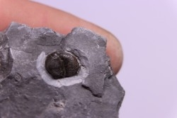 Bumastus ioxus - Silurien - Rodchester shale - New York  USA