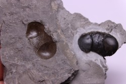 Bumastus ioxus - Silurien - Rodchester shale - New York  USA