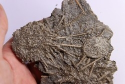 Archaeocidaris brownwoodensis - and very rare  Elliptechinus kiwiaster - Pennsylvanian - Texas, USA