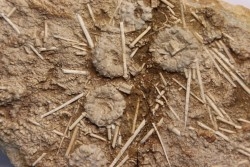 Acrosalenia hemicidaroides - middle jurassic  Landaville, FRANCE