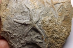 Asteriacites lumbricalis - trias - Beaune, France