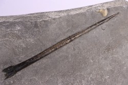 grand bélemnite 18 cm:  Youngibelus gigas - Toarcien inférieur - Holzmaden, Allemagne