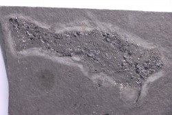 Acanthodian:  Cheiracanthus murchisoni - Middle Devonian - old red sandstone Fmt - Orkney, Scotland