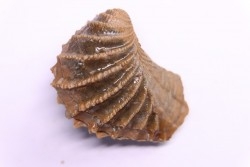LINOTRIGONIA fittoni - Albien moyen - carriere Courcelles,  Villemoyenne, Aube, FRANCE