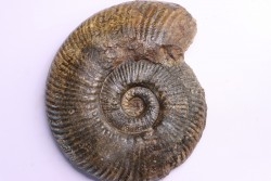 Hammatoceras Speciosum - Toarcien - Roanne - FRANCE