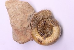 Nodicoeloceras crassoides - Toarcien - Brionnais, France