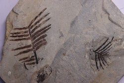 zamites feneonis - kimmeridgian - Orbagnoux, FRANCE