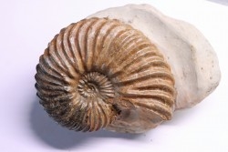 Hoplites dentatus - middle albian - courcelles quarry - Troyes - France
