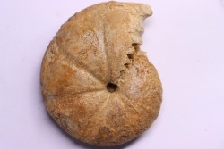 RARE: Calliphylloceras disputabile var heterophylloides - bajocien - Saint Vigor -14 - FRANCE
