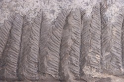 Fougère:  PECOPTERIS POLYMORPHA  Stephanian (carboniferous)  Graissesac, 34, FRANCE