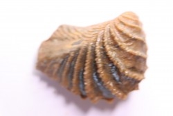 LINOTRIGONIA fittoni - Albien moyen - carriere Courcelles,  Villemoyenne, Aube, FRANCE