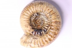 Nodicoeloceras crassoides - Toarcien - Brionnais, France