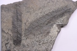 Fougère:  PECOPTERIS POLYMORPHA  Stephanian (carboniferous)  Graissesac, 34, FRANCE