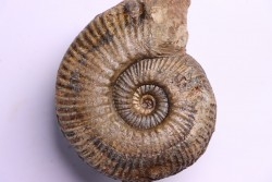 Hammatoceras Speciosum - Toarcien - Belmont - FRANCE