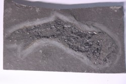 Acanthodian:  Cheiracanthus murchisoni - Middle Devonian - old red sandstone Fmt - Orkney, Scotland