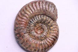 Grammoceras thouarsense - Toarcien - Belmont - FRANCE