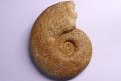 Perilytoceras jurense (Zieten)  Toarcien  Normandie - FRANCE
