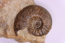 Cotteswoldia misera - Toarcian - Brionnais, France