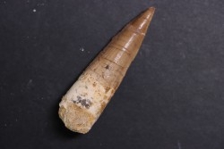 dent de dinosaure SPINOSAURUS AEGYPTIACUS