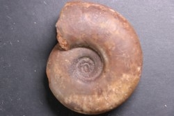 Rhacophyllites neojunensis - Triassic - Hallstatt Limestone - Bad Goisern, AUSTRIA
