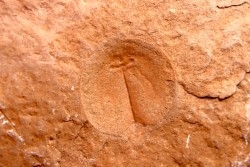 Triops cancriformis permiensis - saxonien - bassin de Lodève - FRANCE