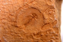 Triops cancriformis permiensis - saxonien - bassin de Lodève - FRANCE