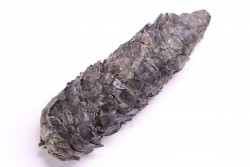 PINUS sp.  Mio-Pliocène  Hambach - Allemagne