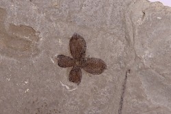 flower - eocene - green river fmt - Utah - USA
