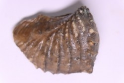 SCAPHOTRIGONIA navis - Aalenian - Bouxwiller, , FRANCE