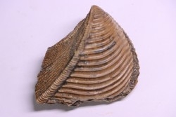 TRIGONIA costata  Bajocien  Ringsheim, Allemagne