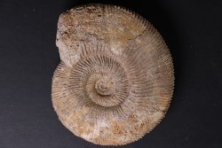 Subdiscophinctes mindowe - oxfordian - Nevers -58 - FRANCE
