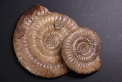 Leptechioceras meigeni - upper Sinemurian - Saone et Loire, FRANCE