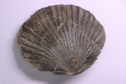 Pseudopecten aequivalvis - Domerien - Chaligny,  FRANCE