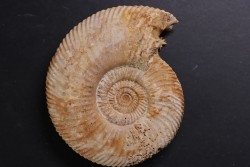 Parkinsonia (Durotrigensia) pseudoferruginea - bajocien - Bayeux -14 - FRANCE