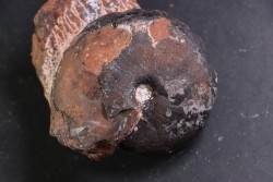 Ptychites sp. - anisian, Triassic - Epidauros, GRECE