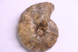 Buchiceras bilobatum - Coniacian - Peru