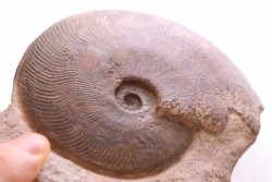 Harpoceras subplanatum - TOARCIEN - Carriere Belmont - LYON - FRANCE