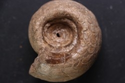 Metacoceras artiense - permian - NW Kasachtan