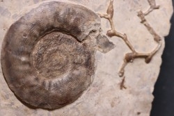 Pargastrioceras kaupinskii  and Auloplora sp.  earlyvpermian  Krasnoufimsk, Ural